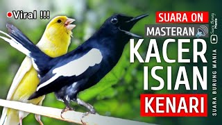 Download lagu Viral!!! - Kacer gacor full isian | MASTERAN KACER ISIAN KENARI ❗ Stel ini Biar GACOR 🔥🔥🔥 mp3 Download lagu Viral!!! - Kacer gacor full isian | MASTERAN KACER ISIAN KENARI ❗ Stel ini Biar GACOR 🔥🔥🔥 mp3
