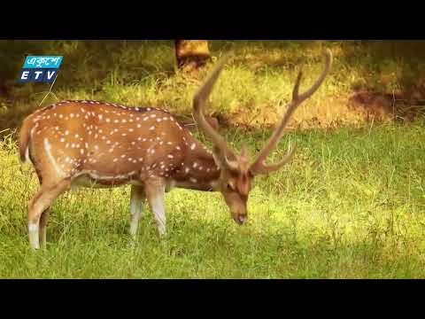 প্রায়ই দুর্ঘটনার শিকার হয়ে মরছে বন বা লোকালয়ের নানা প্রজাতির প্রাণী | ETV News