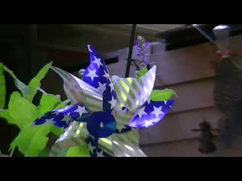 Back yard morning 04282019