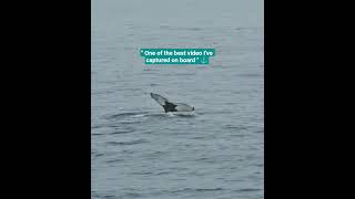 Tail of the beast 🫩⚓ #travel #vlog #animals #cruiseship #sea #trending #cruise  #short #trending