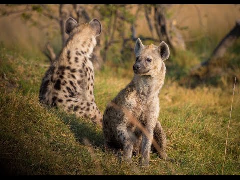 I predatori della notte: Le Iene