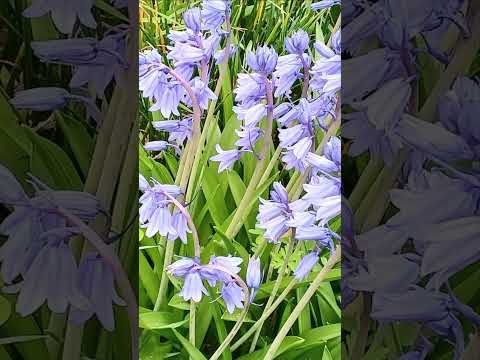 ブルーベルは剪定したほうがいいでしょうか？将来美しい花を咲かせるためにどのように世話をすればよいですか？  庭園