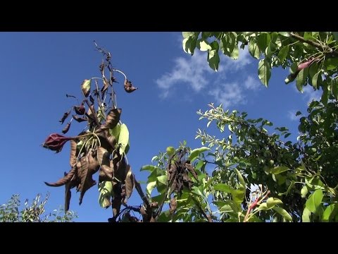 Propolis at kuko halamang-singaw review Halamang-singaw sa mga binti ng bata pagkatapos ng pool