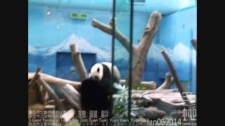 preview picture of video '臺北市立動物園的三隻貓熊：團團，圓圓，圓仔 Jan062014'