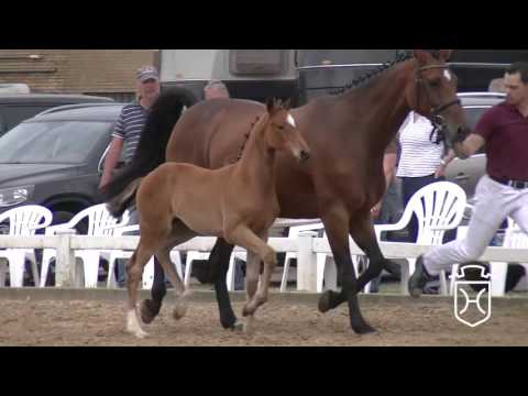 B015 Stutfohlen von Barcley - Cormint - Calypso I