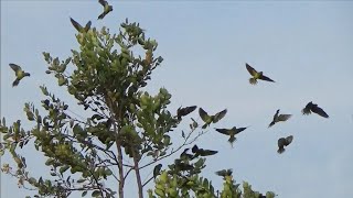 Download lagu Banyak Burung Betet Liar Hinggap di Tajur Pulut Lidi mp3