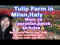 Tulips Garden In Milan Italy