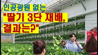 딸기 3단 재배, 인공광 없는 수직농장의 현실은? / vertical farm
