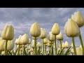 Tulpen: Vavi Tulips uit Luttelgeest
