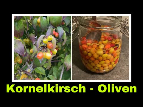 falsche Oliven aus Kornelkirschen selber machen | Selbstversorgung: Wildfrüchte