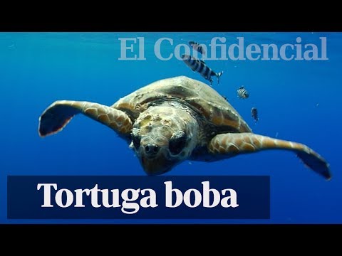 Caretta caretta