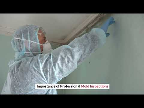 Benefits of Professional Mold Inspection Services