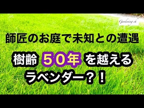 旧暦: 2022 年 8 月の月を使ってガーデニングをするには?  庭園