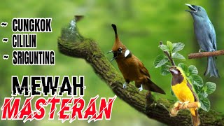 Download lagu 🔴MASTERAN MEWAH PALING DISUKAI JURI CUCAK CUNGKOK, CILILIN, SRIGUNTING jeda 1 menit mp3