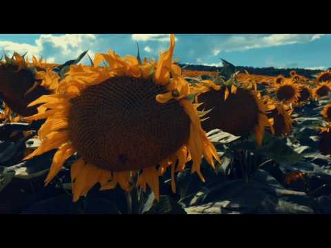 Kde opeľujú naše včely slnečnicu