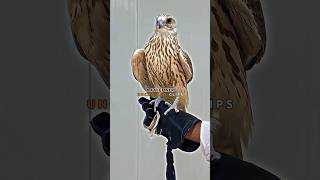 How To Train A Falcon 🦅