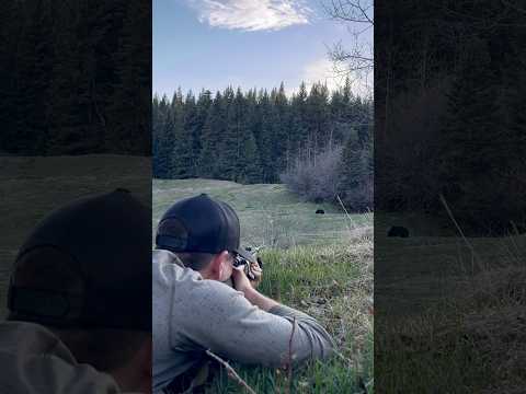 Black Bear Hunting with Iron Sights #2024 #britishcolumbia #springbear #mountains #bearhunting