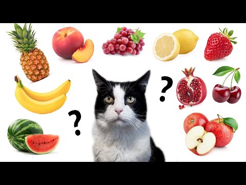 Do cats eat fruit and berries? TOP 10 Test Drive !! - YouTube