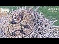 Meet The Osprey Chicks At Fort Calhoun Station
