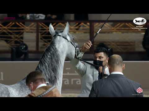 N 197 MSHARY AL RAYYAN   Katara Int  Arabian Peninsula Horse Show 2022   Stallions 4 to 6 Years Old