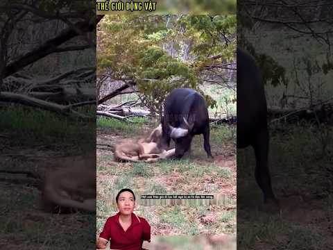 con trâu già đi lạc bất ngờ bị sư tử đực tấn công.