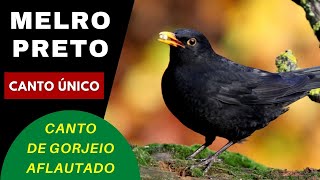 Melro Preto, Pssaro Melro Preto Cantando, Melro Cantando, Turdus Merula, Natureza