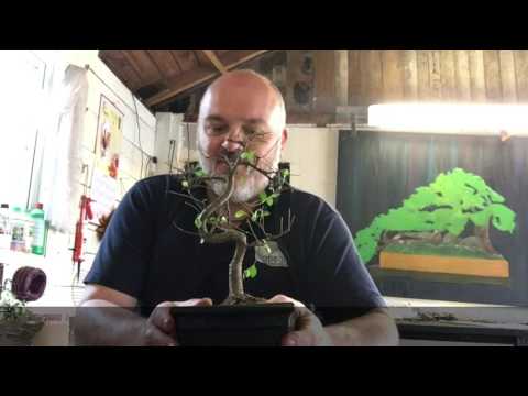 Chinese Elm Disaster Recovery