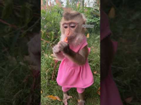 cute monkey beautiful video😄 #shorts #tiktok #monkeybaby #bandar #catsology