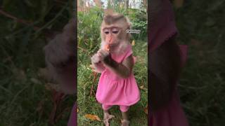 Download lagu cute monkey beautiful video😄 #shorts #tiktok #monkeybaby #bandar #catsology mp3