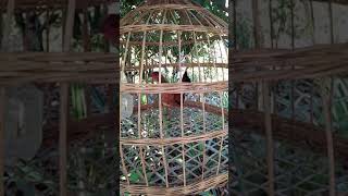 Download lagu suab poj qaib qus tsauj zoo heev cuab tuaj zoo kawg mp3 Download lagu suab poj qaib qus tsauj zoo heev cuab tuaj zoo kawg mp3