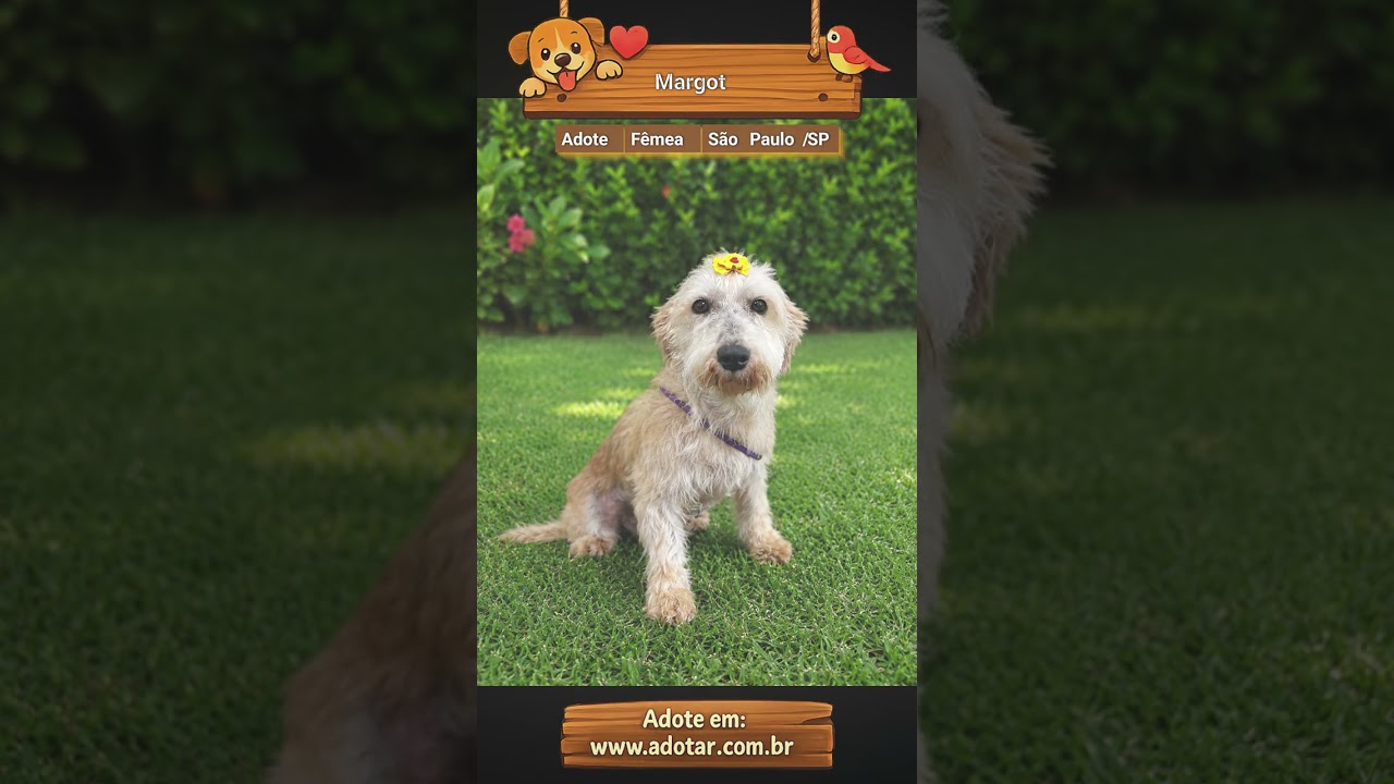 Cachorro raça SRD-ViraLata idade 5 anos nome Margot