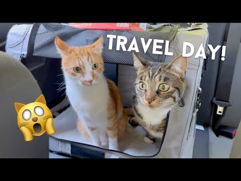 A Day in the Life of My Cats: Travel Edition
