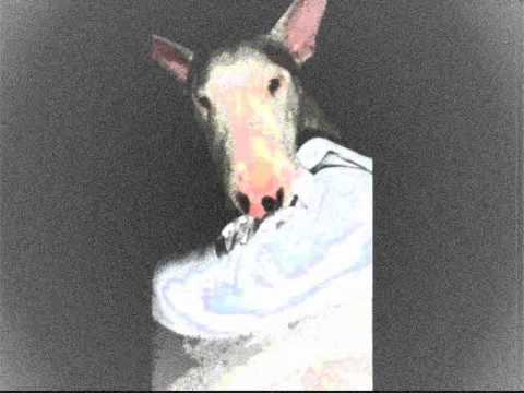 Perro Fiel - F.Terrier