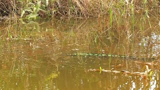 Download lagu Momen LANGKA ! Saat mancing ikan gabus | Melihat dengan jelas monster toman mengasuh anak mp3