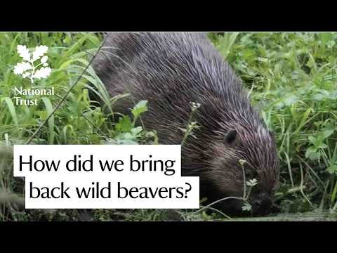 We released wild beavers in England for the first time in 500 years - legally!