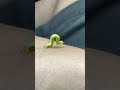 I had a visitor today! #worm#inchworm #caterpillar #bug #bugs #green #nature
