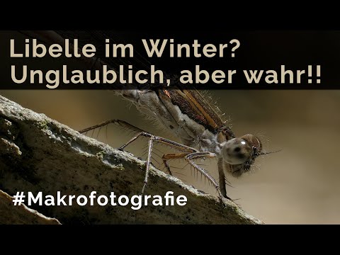 Libelle im Winter? Unglaublich aber wahr!!! Wunderschöne Makros der Gemeinen Winterlibelle...