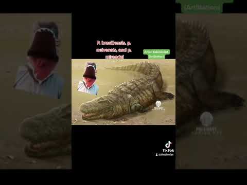 The LARGEST croc, Purussaurus!