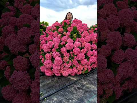 Beautiful Hydrangea #satisfying#flowers