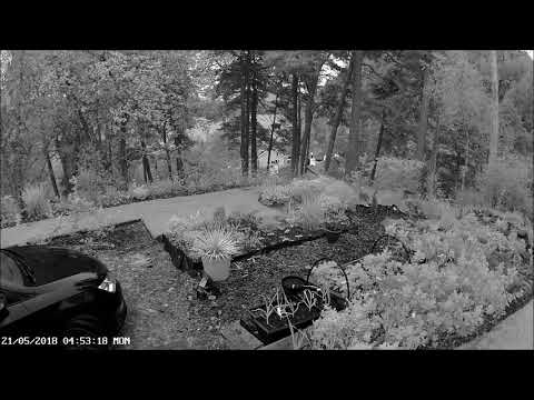 A pair of hares briefly pass through the garden