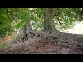 Family tree by Lugo 😀