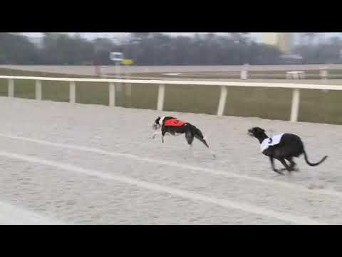 2018.11.11. - agár futam