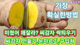 씨감자 싹나기전 절대 칼대지 마세요~씨감자 싹틔우기부터,만들기고르는법,종류,씨감자 만들기,두백,홍감자,수미감…