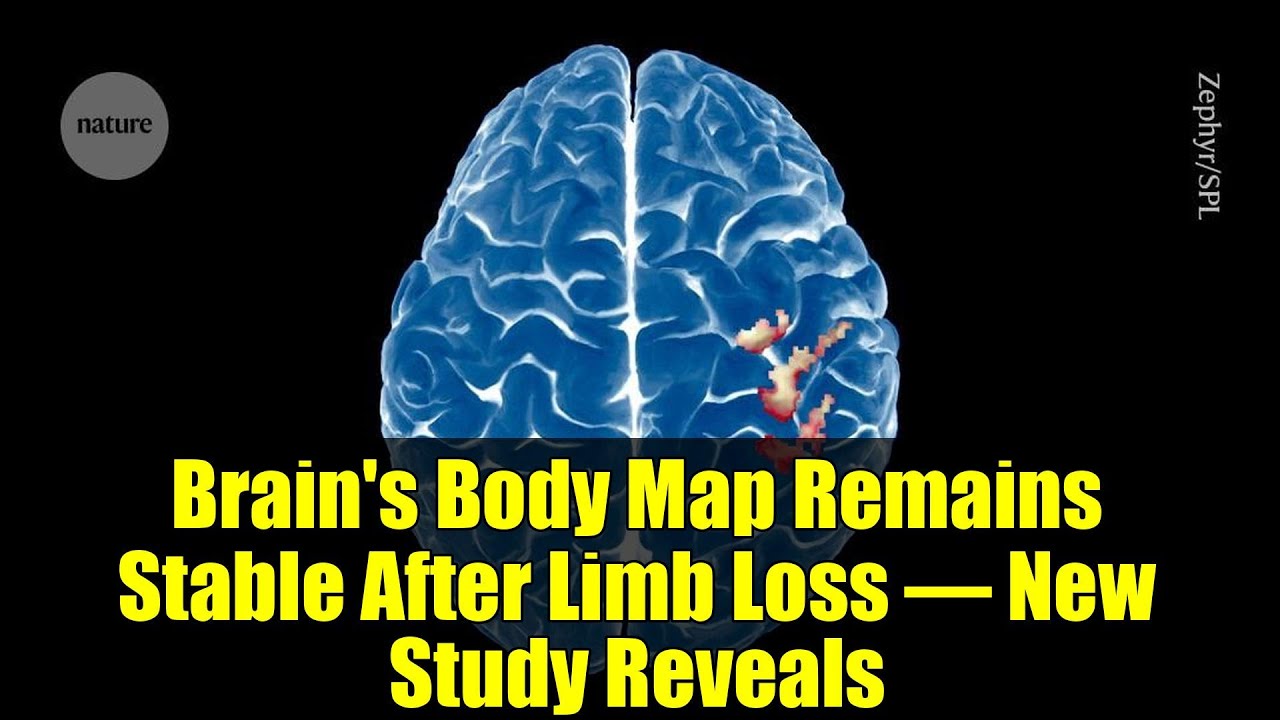 Gehirnkarte bleibt stabil nach Gliedverlust und fordert bisherige Theorien zur Plastizität heraus