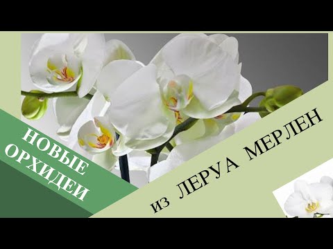 Съездила в Леруа Мерлен. Новые орхидеи.