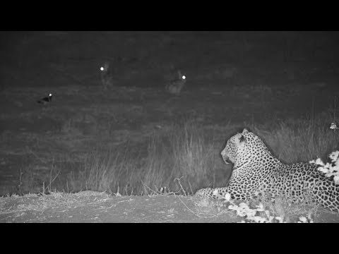 Djuma: Leopard-Hosana male returns but moves off as Styx lions approach - 01:15 - 06/30/19