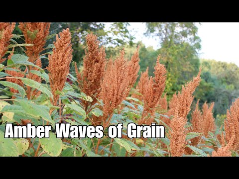 Huge grain yield from a stunning plant! EVERY garden should have this plant! - Amaranth