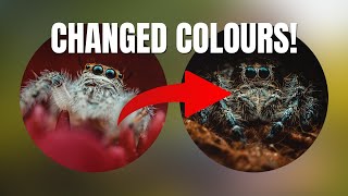 My jumping spider changed colours!