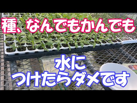 秋の植物容器にどのほうれん草を播くか 8月 9月 収穫 12月