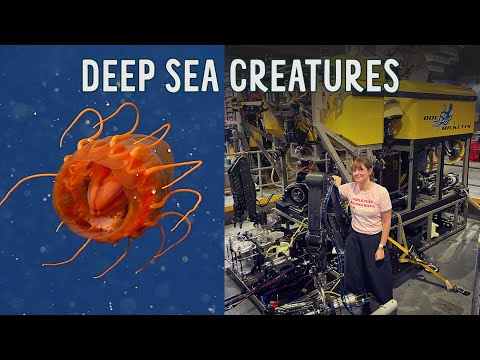 Deep sea creatures revealed! My ocean expedition with a robot.